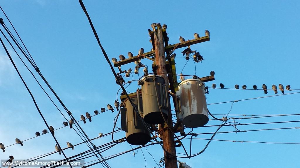 Everyone is online funny electrical birds